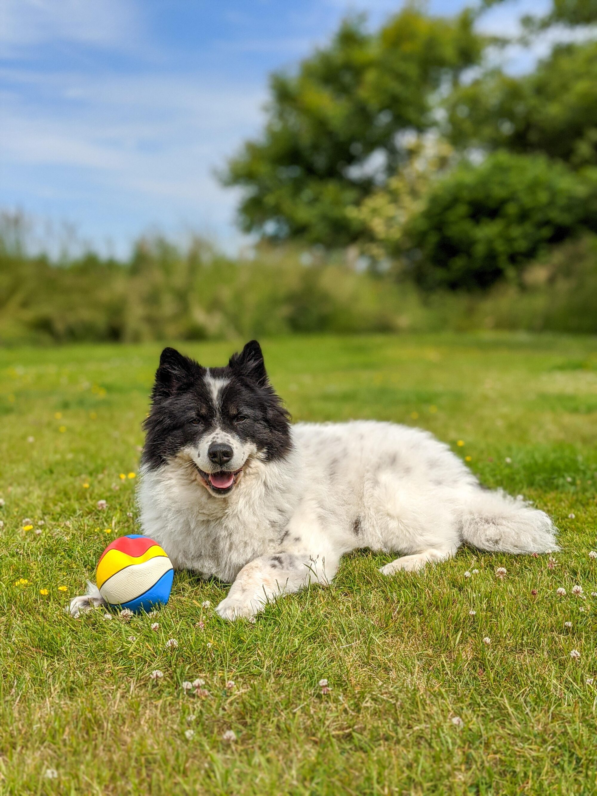 Wandern mit Hund: Tipps und Tricks für den perfekten Ausflug