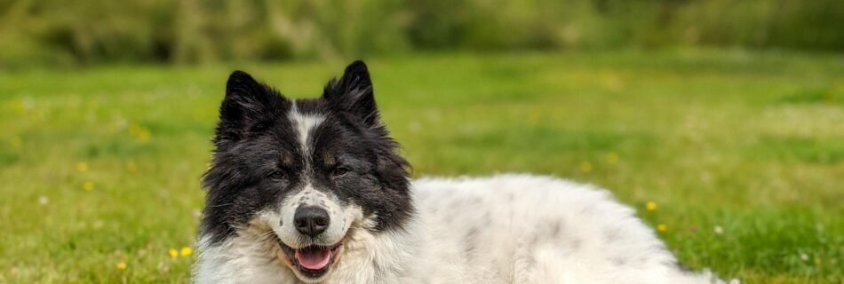 Wandern mit Hund: Tipps und Tricks für den perfekten Ausflug